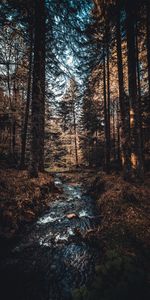 Arbres,Nature,Forêt,Rivières,Couler,Ruisseau