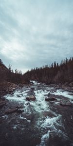 Forêt,Nature,Arbres,Couler,Rivières