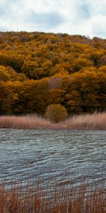 Rivers,Trees,Grass,Autumn,Nature