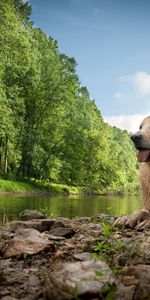 Rivers,Trees,Grass,Stones,Lake,Dog,Mud,Dirt,Animals,Wet