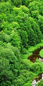 Naturaleza,Ríos,Árboles,Verduras,Bosque,Enfermedad De Buzo,Curvas