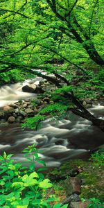 Rivers,Trees,Landscape