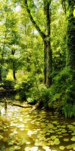 Rivers,Trees,Landscape