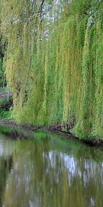 Rivers,Trees,Landscape