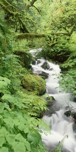 Rivers,Trees,Landscape