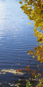 Rivers,Trees,Landscape