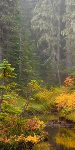 Rivières,Arbres,Automne,Paysage