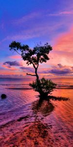 Arbres,Coucher De Soleil,Rivières,Paysage