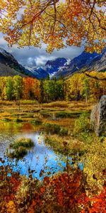 Bouleaux,Rivières,Montagnes,Arbres,Automne,Paysage