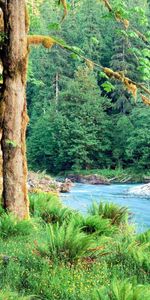 Rivers,Trees,Nature,Fern