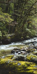 Agua,Ríos,Árboles,Bosque,Naturaleza,Stones