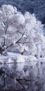 Rivers,Trees,Night,Reeds,Nature,Black And White