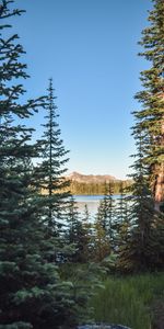 Rivers,Trees,Sky,Mountains,Spruce,Fir,Nature