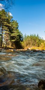 Rivers,Trees,Spruce,Fir,Stream,Nature,Stones,Flow