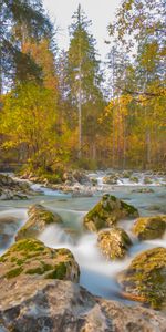 Rivers,Trees,Stones,Branches,Flow,Stream,Nature