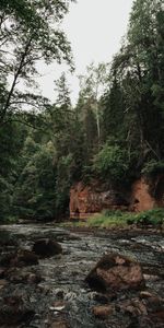 Rivers,Trees,Stones,Branches,Nature,Forest