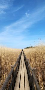 Naturaleza,Camino,Campo,Dahl,Distancia,Espigas,Orejas