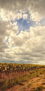 Road,Field,Landscape,Nature