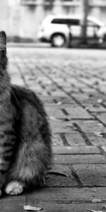 Animales,Ciudad,Esponjoso,Peludo,Bw,Sin Hogar,Camino,Gato,Chb