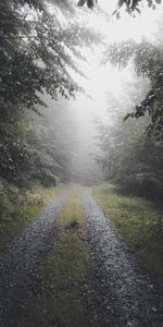 Route,Forêt,Brouillard,Nature,Arbres