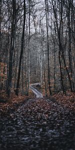 Naturaleza,Árboles,Camino,Bosque,Hojas Caídas,Follaje Caído