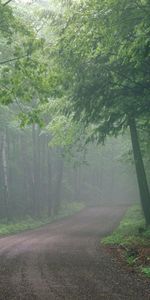 Road,Forest,Fog,Haze,Unknown,Nature,Obscurity