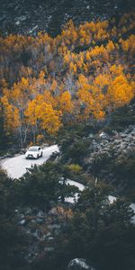 Road,Forest,Turn,Car,Autumn,Cars