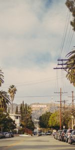 Road,Hollywood,Palms,Nature