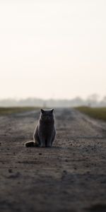 Animales,Camino,Está Sentado,Sienta,Británico,Gato