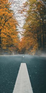 Road,Markup,Asphalt,Nature,Autumn