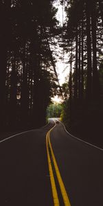 Route,Balisage,Soir,Voitures,Forêt,Arbres,Sombre