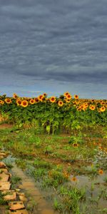 Road,Nature,Clouds,Field,Landscape,Sunflowers