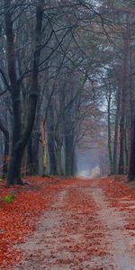 Naturaleza,Árboles,Hojas,Camino