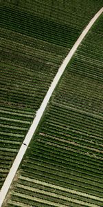 Nature,Domaine,Rayures,Stries,Route,Champ,Plantation