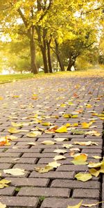 Roads,Autumn,Leaves,Landscape