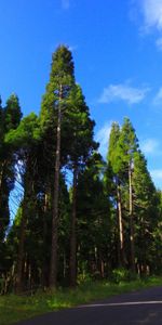 Árboles,Paisaje,Carreteras