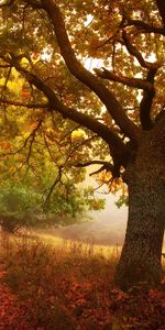 Roads,Leaves,Landscape,Autumn