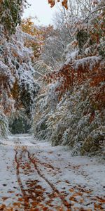 Roads,Snow,Landscape,Trees,Autumn