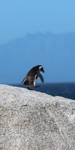 Flâner,Rocheux,Rocher,Promenade,Manchot,Animaux,Pingouin,Oiseau