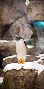 Rock,Bird,Wildlife,Animals,Penguin,Stone