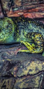 Rock,Color,Lizard,Reptile,Animals,Stone