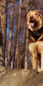 Un Rocher,Opinion,Forêt,Vue,Pierre,Animaux,Chien