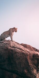 Léopard,Animaux,Gros Chat,Rocheux,Rocher,Prédateur,Fauve