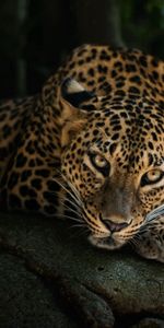 Reposo,Relajación,Piedra,Una Roca,Leopardo,Visión,Opinión,Animales,Depredador