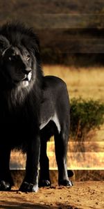 Rock,Lion,Mane,Black Lion,Stone,Animals