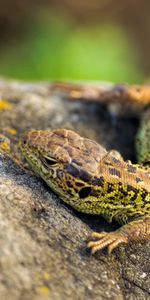 Rock,Lizard,Claws,Heat,Warmth,Animals,Eyes,Stone