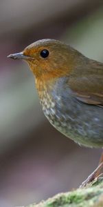 Macro,Mousse,Un Rocher,Pierre,Animaux,Oiseau