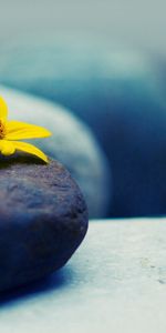 Rock,Macro,Petals,Stone,Flower