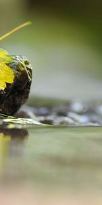 Macro,Un Rocher,Eau,Feuille,Pierre,Liquide