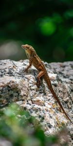 Animales,Macro,Piedra,Lagartija,Lagarto,Reptil,Una Roca,Anfibio